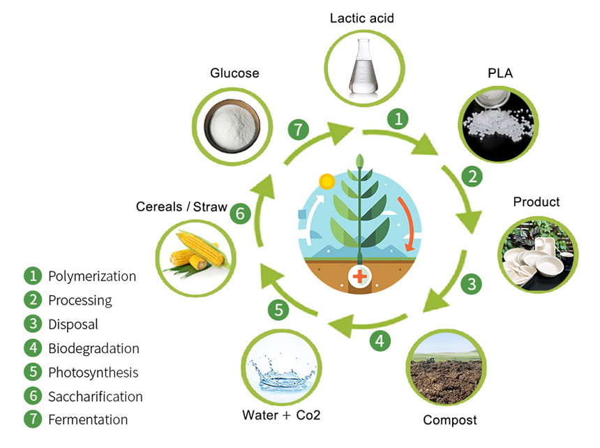 Diagramme du cycle des matériaux biodégradables