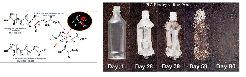 Processus de biodégradation du PLA